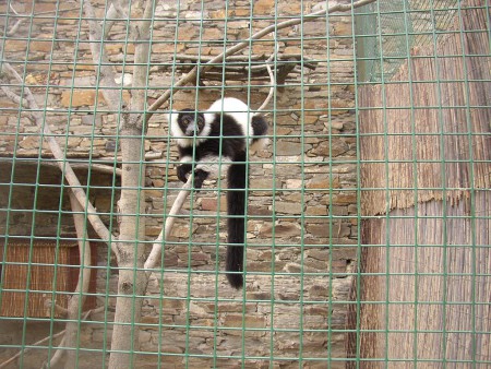 zoopark-zajezd-mala-rodinna-zoo-lemur-vari